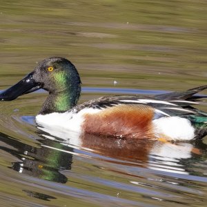 B06NorthernShovelerDrake6244.jpg