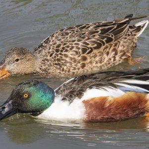 B07NorthernShovelerPairFilterFeeding9513.jpg