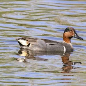 B08GreenWingedTealDrake9437.jpg