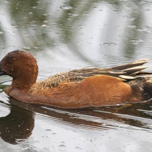 B09CinnamonTealDrake6609.jpg