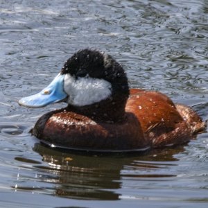 B12RuddyDuckDrake9600.jpg