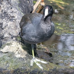 C13AmericanCoot6498.jpg