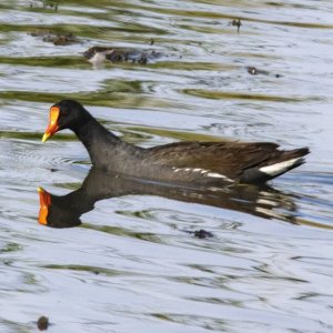 C14CommonGallinule6268.jpg