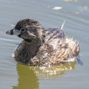 D15PiedBilledGrebe6948.jpg