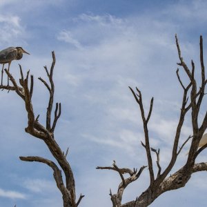 A01GreatBlueHeron&GreatEgret7817.jpg