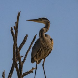 A02GreatBlueHeron7194.jpg