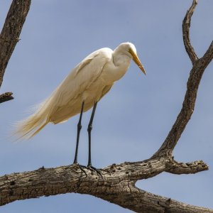 A03GreatEgret7825.jpg