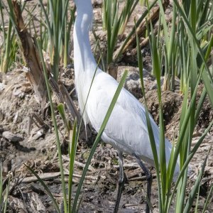 A04SnowyEgret9459.jpg