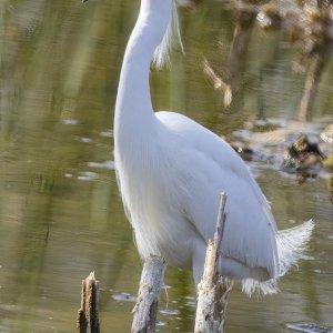 A05SnowyEgret9464.jpg