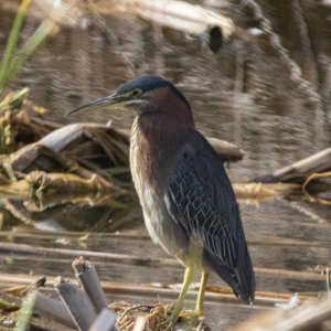 A07aGreenHeronShortNeck6325.jpg
