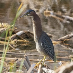 A07bGreenHeronLongNeck6326.jpg