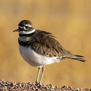 B08Killdeer7088.jpg