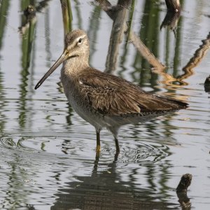 B09LongbilledDowitcher6399.jpg