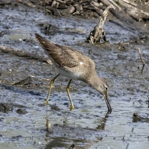 B10LongbilledDowitcher6423.jpg