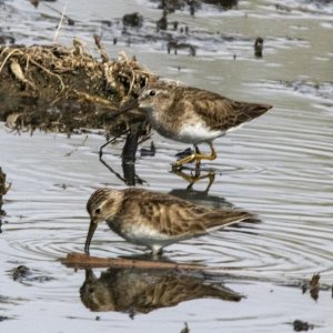 B11LeastSandpipers6437.jpg