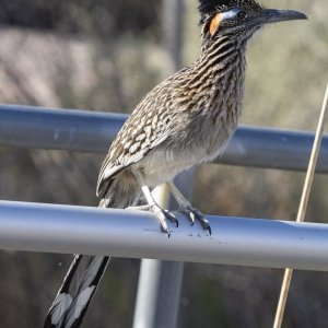 A01GreaterRoadrunner6186.jpg
