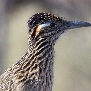 A02GreaterRoadrunner6205.jpg