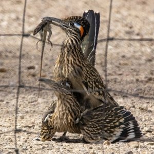 A03GreaterRoadrunnersMating6543.jpg