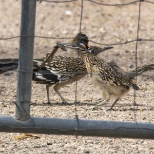 A04GreaterRoadrunnerPair6557.jpg