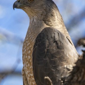 A06CoopersHawk7023.jpg