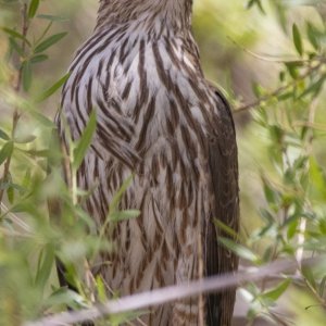 A08SharpShinnedHawk7808.jpg