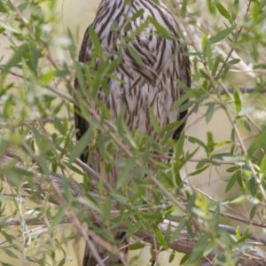 A08SharpShinnedHawk7791.jpg