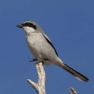 A13LoggerheadShrike7337.jpg