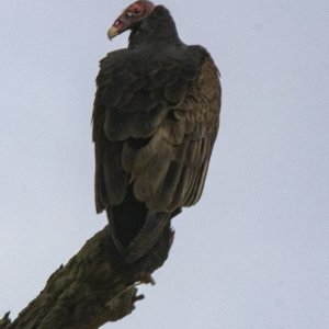 A10TurkeyVulture7647.jpg