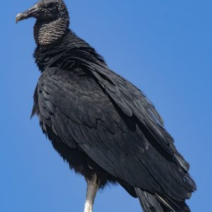 A11BlackVulture8046.jpg