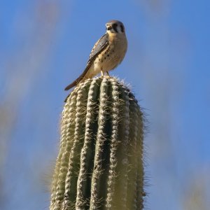 A12AmericanKestrelOnSaguaroPerch6722.jpg