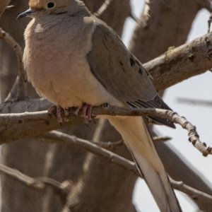 A01MourningDove8405.jpg