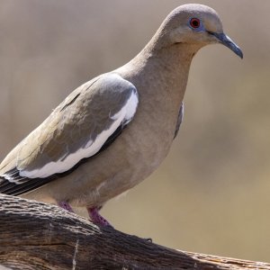 A02WhiteWingedDove9103.jpg