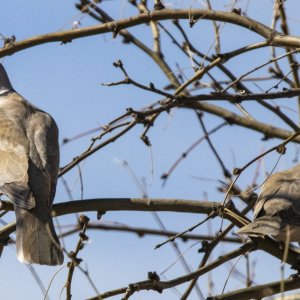 A04EurasianCollaredDoves7292.jpg