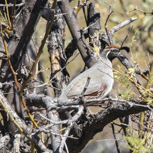 A05GambelsQuailMale6852.jpg