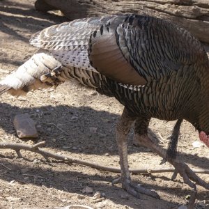 A06WildTurkey7522.jpg