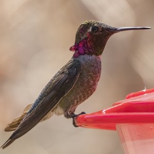 A01AnnasHummingbirdMale8234.jpg