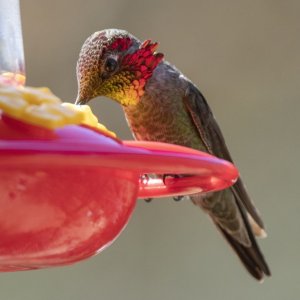 A02AnnasHummingbirdMale7601.jpg