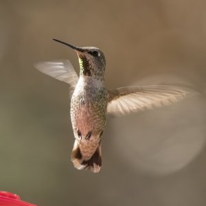 A03AnnasHummingbirdFemale8600.jpg