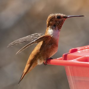 B13RufousHummingbirdMale8230.jpg