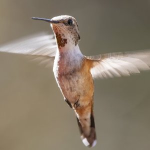 B12RufousHummingbirdFemale7595.jpg