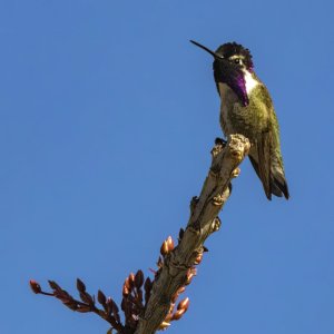 B05CostasHummingbirdMale6782.jpg
