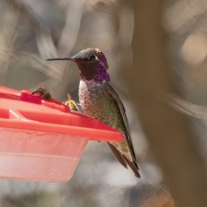 B06CostasHummingbirdMale8068.jpg