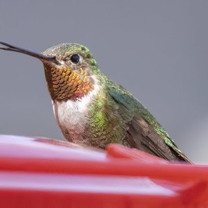 B10BroadTailedHummingbirdMale9125.jpg