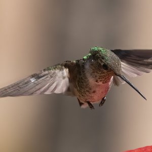B07BroadTailedHummingbirdFemale8855.jpg