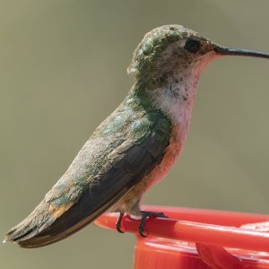 B08BroadTailedHummingbirdFemale9032.jpg