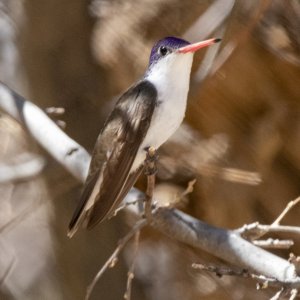 B14VioletCrownedHummingbirdMale8070.jpg