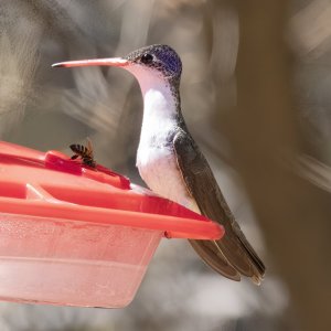 B15VioletCrownedHummingbirdMale8075.jpg