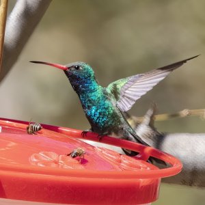 B17BroadBilledHummingbirdMale8900.jpg