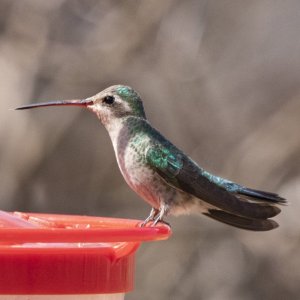 B18BroadBilledHummingbirdFemale201.jpg