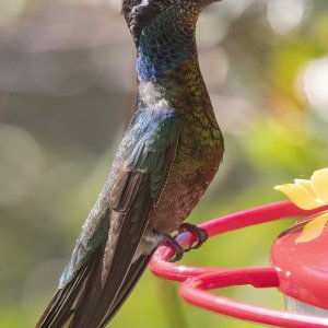 B19RivolisHummingbirdMale7627.jpg